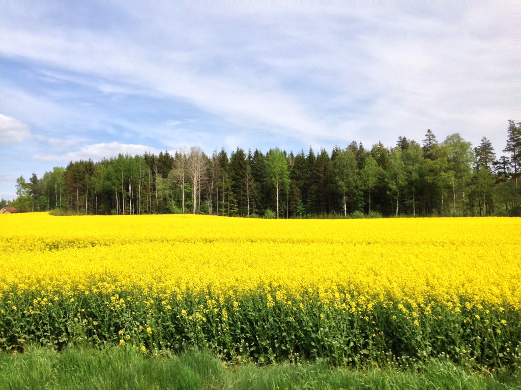 Rapsfeld
