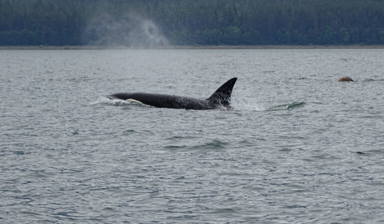 Whale Watching in Juneau – Alaska