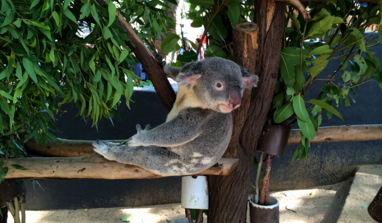 Mobiles Internet in Australien