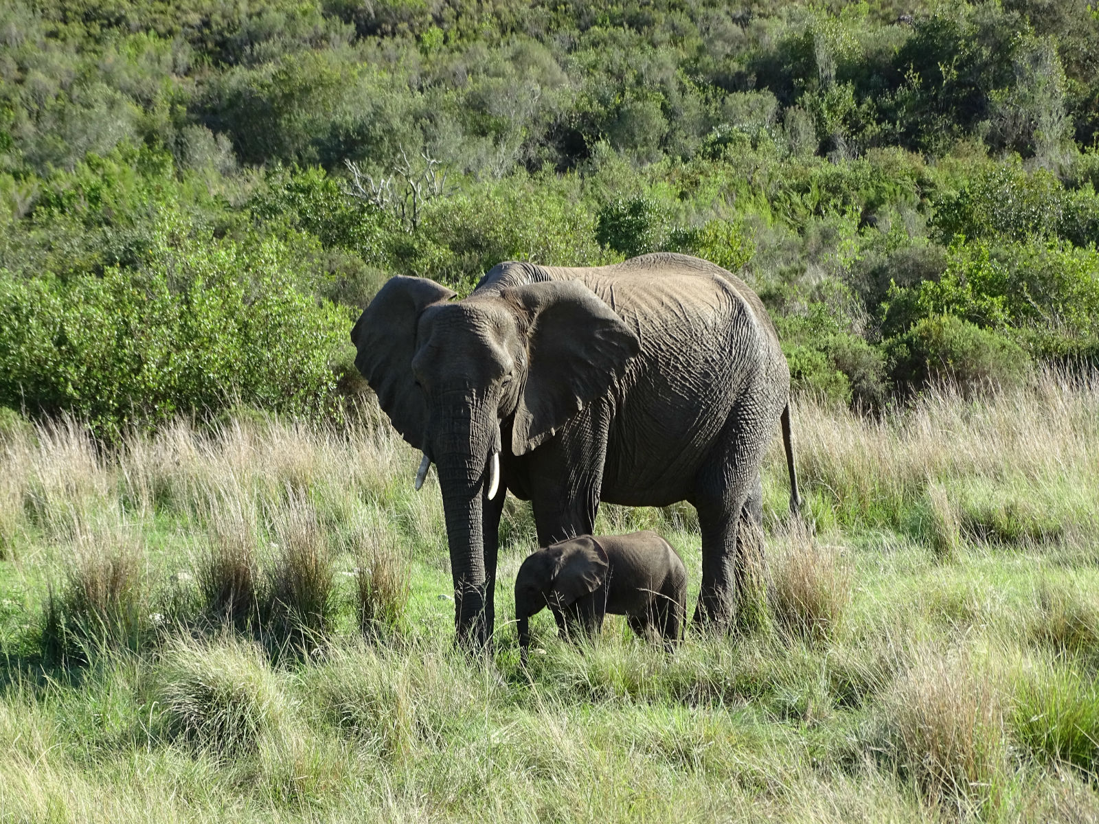 Elefantenkuh mit einem zwei Monate alten Jungen