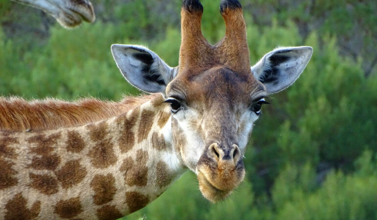 Südafrika – Safari im Gondwana Game Reserve und Kap Agulhas