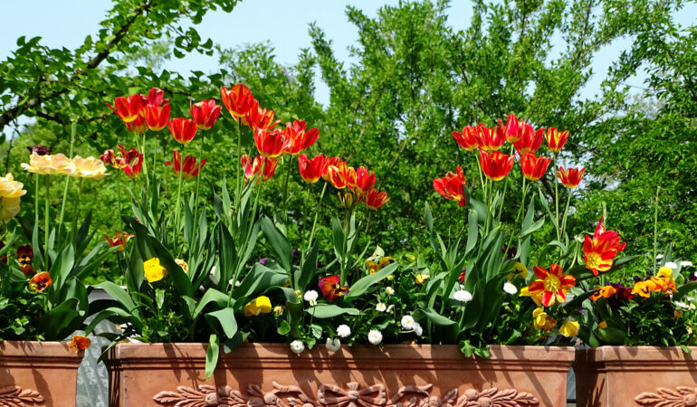 Blumeninsel Mainau – Ein Tag im Grünen