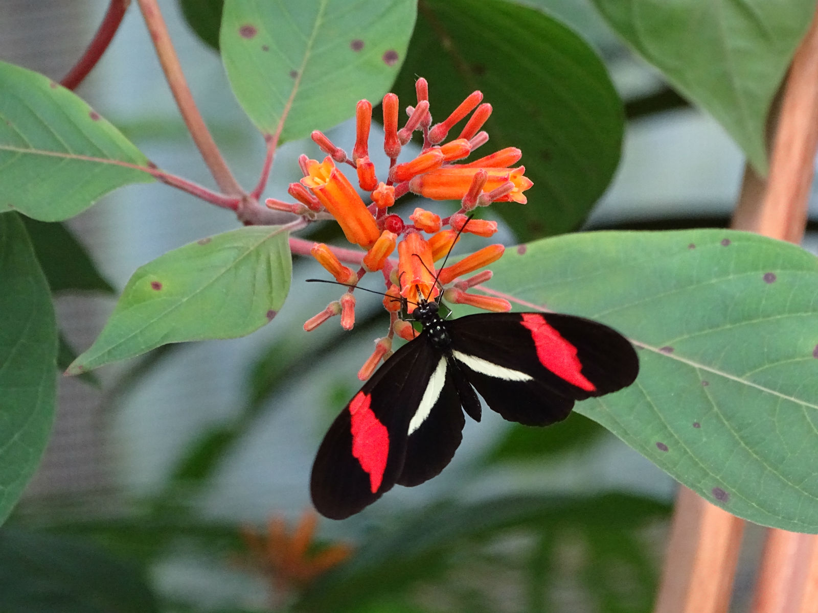 Schmetterlingshaus auf der Insel Mainau