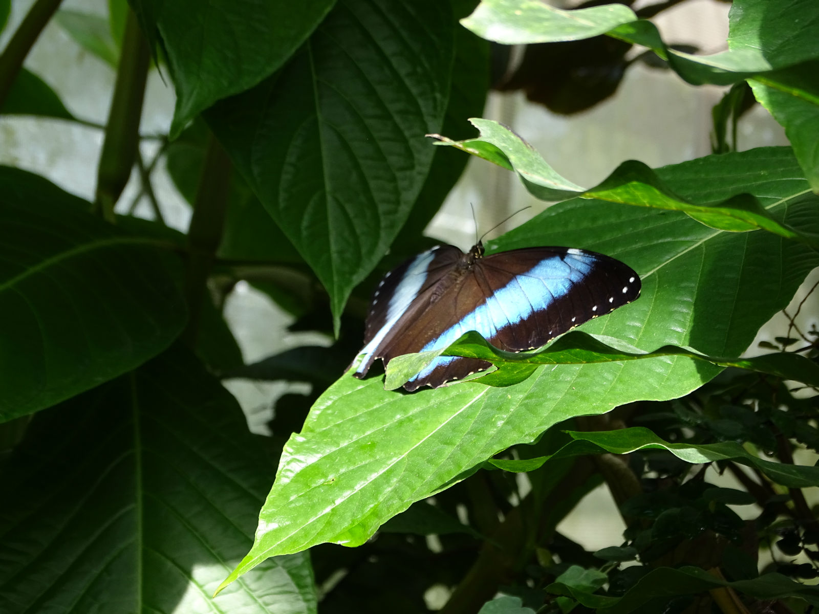 Schmetterlingshaus auf der Insel Mainau