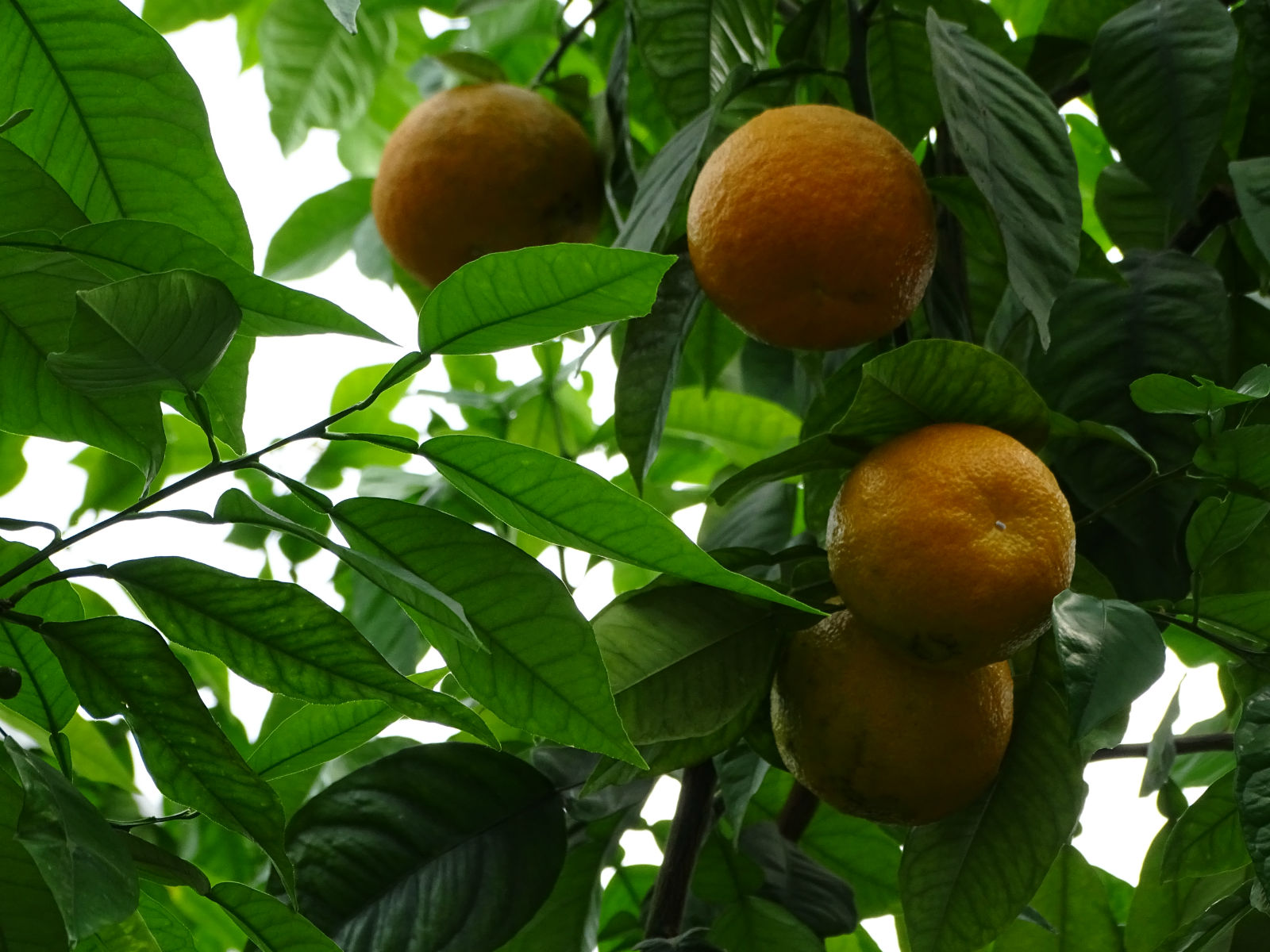 Orangen im Palmenhaus
