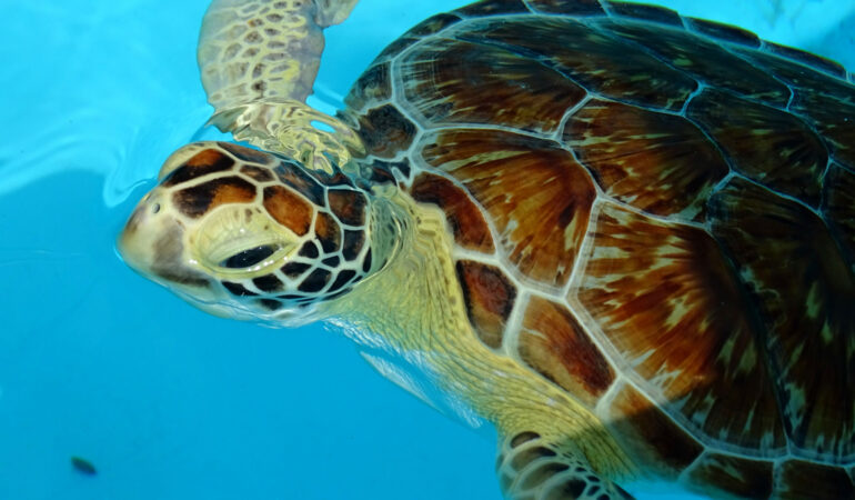 Florida Keys – Tierische Begegnungen auf dem Weg nach Key West
