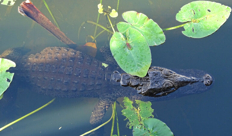 Everglades Teil 1 – Das Alligator-Abenteuer beginnt!