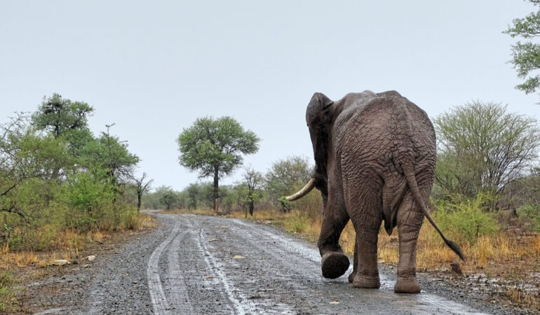 Safari im Krüger Nationalpark, Teil 1 – Der Süden mit Marloth Park