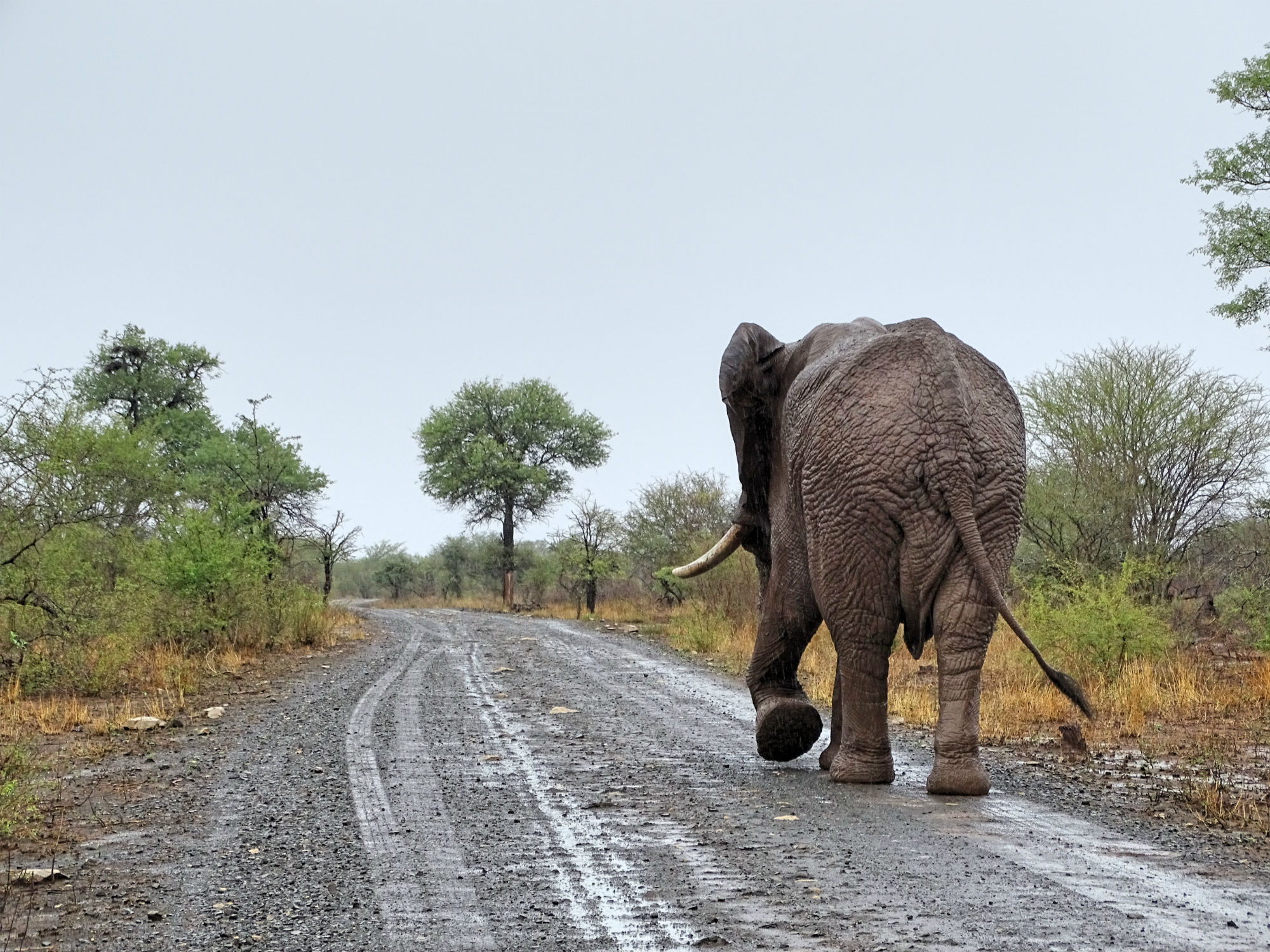 Elefant im Krüger National Park
