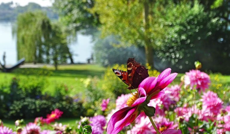 Die Blumeninsel Mainau während der Dahlienblüte – Eine Fototour