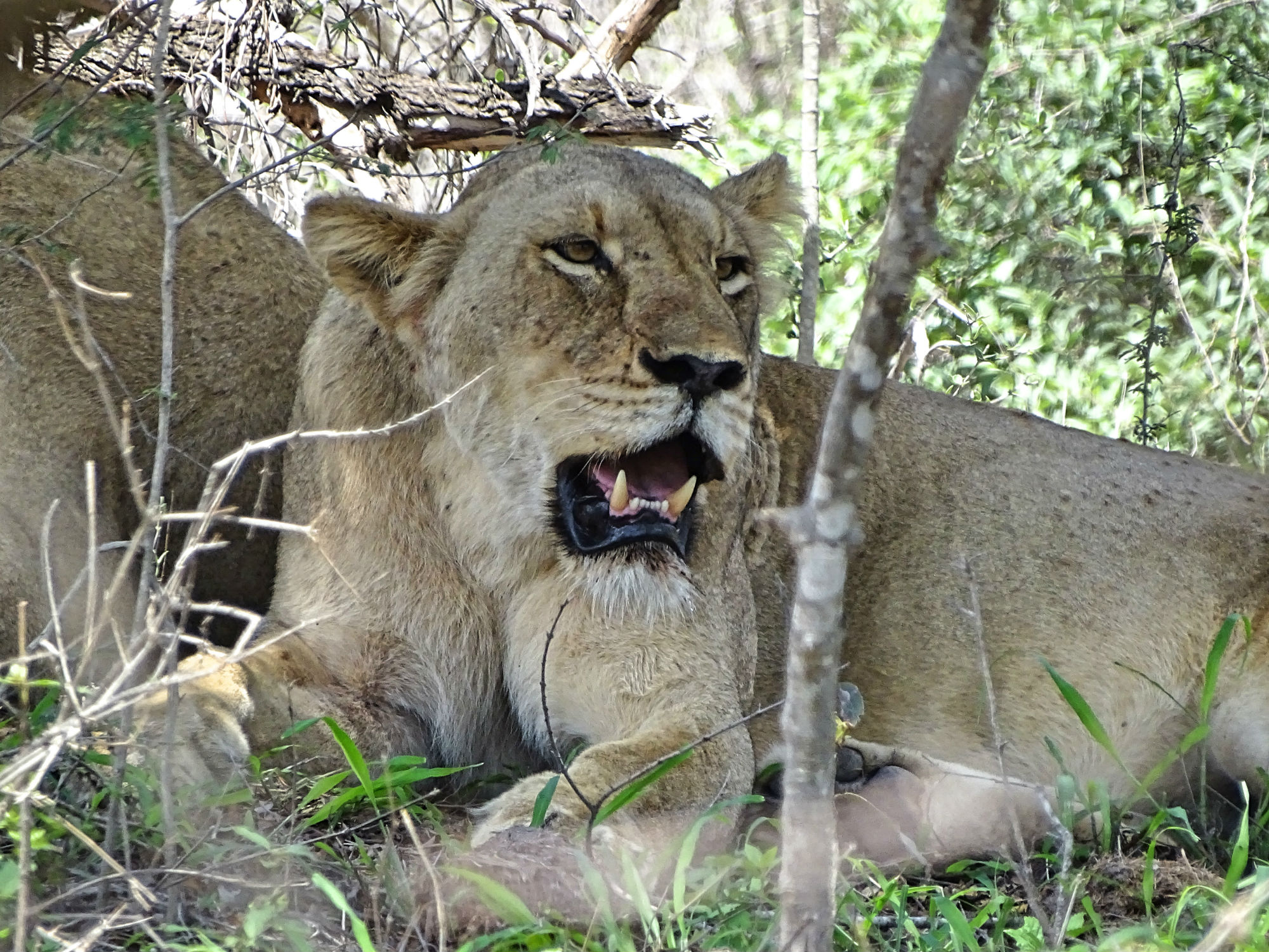 Löwin im Krüger Nationalpark