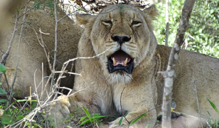 Safari im Krüger Nationalpark, Teil 2 – Der Südwesten mit Hazyview