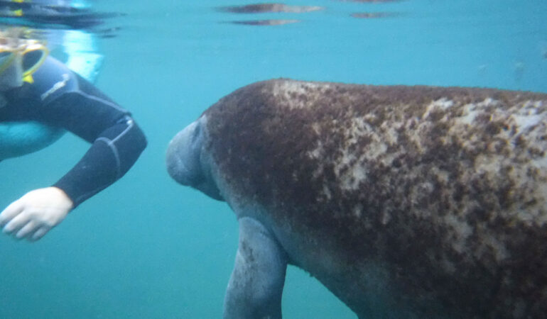 Schwimmen mit Manatis in Crystal River, Florida – Ein unvergessliches Erlebnis