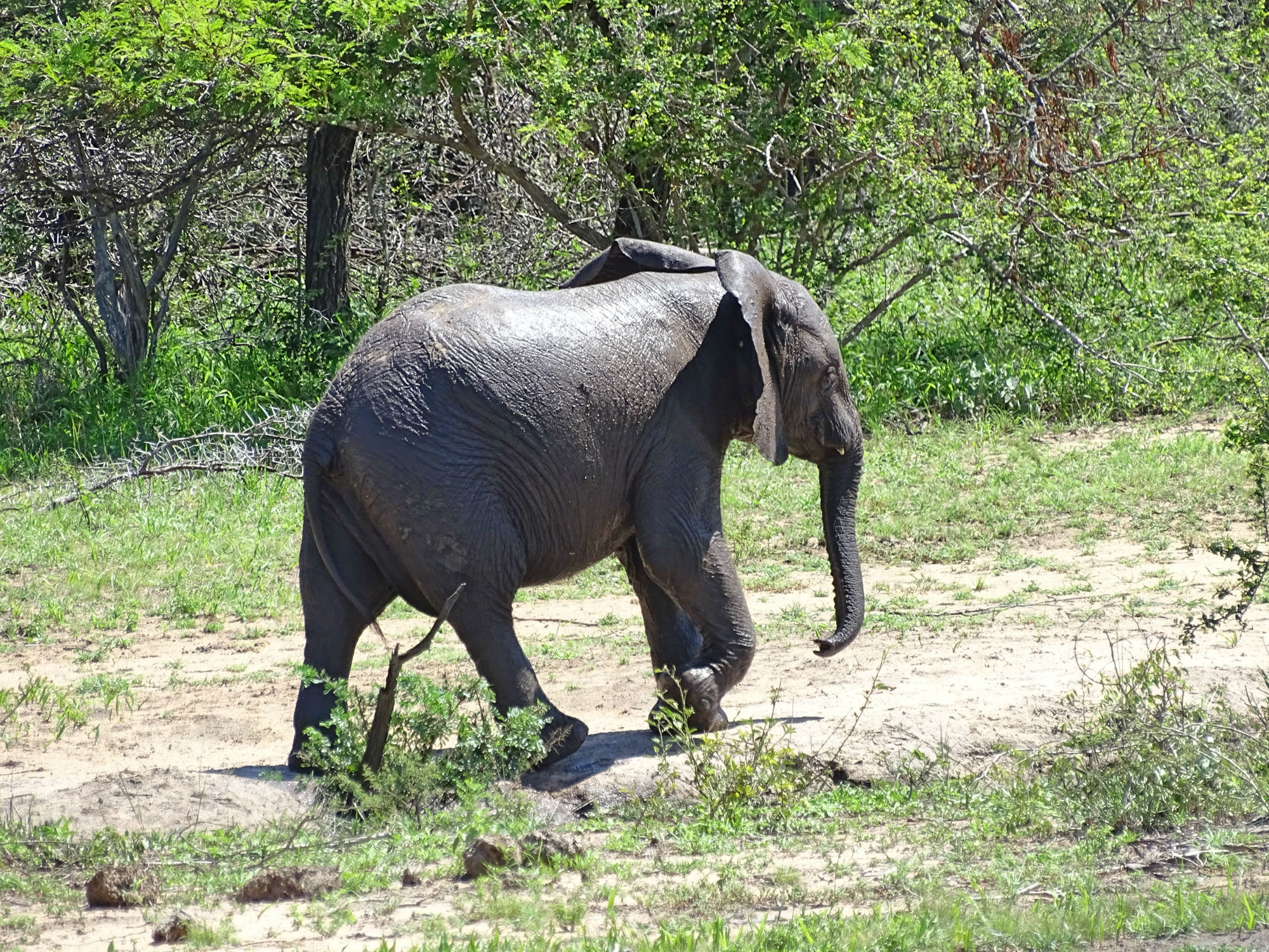 Tapsiger Elefant