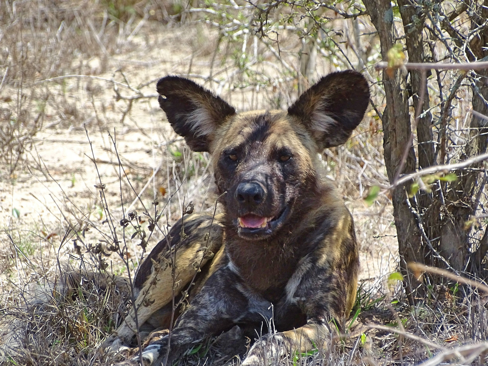 Wildhund im Krüger Nationalpark