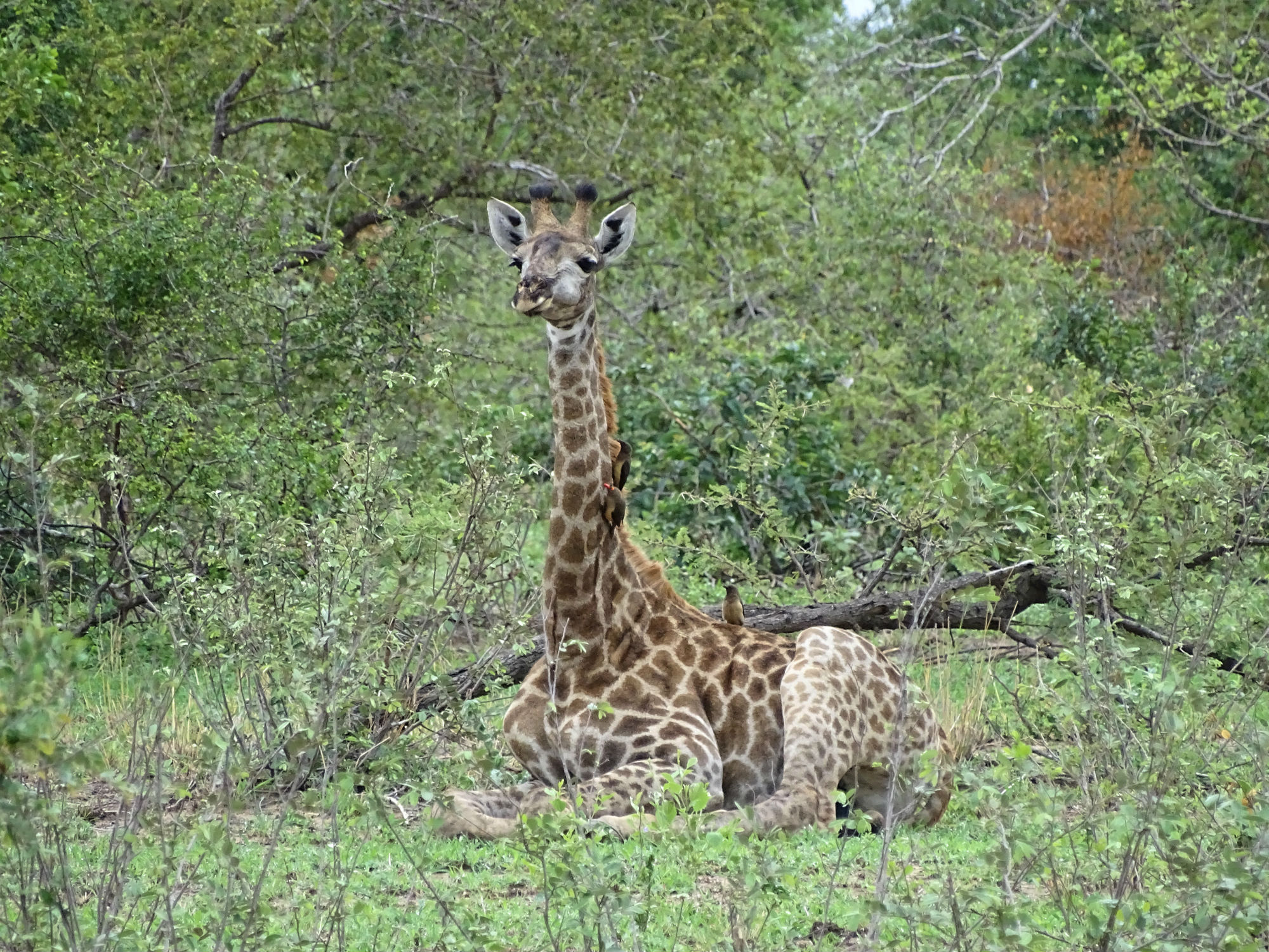 Giraffen-Jungtier, ca. 2 Jahre alt