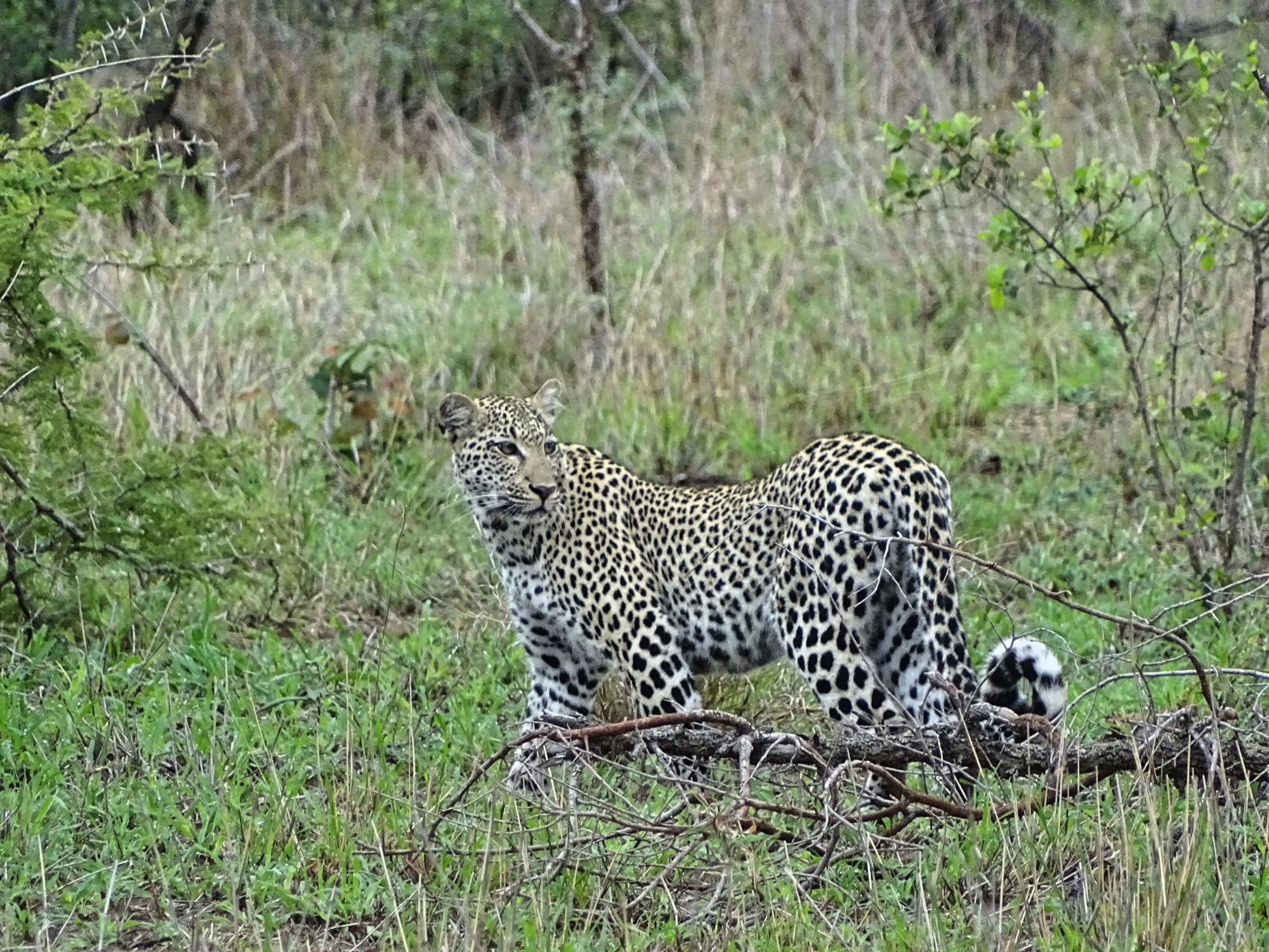 Leoparden-Weibchen
