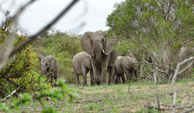 Africa on Foot – Zu Fuß durch die Wildnis Südafrikas