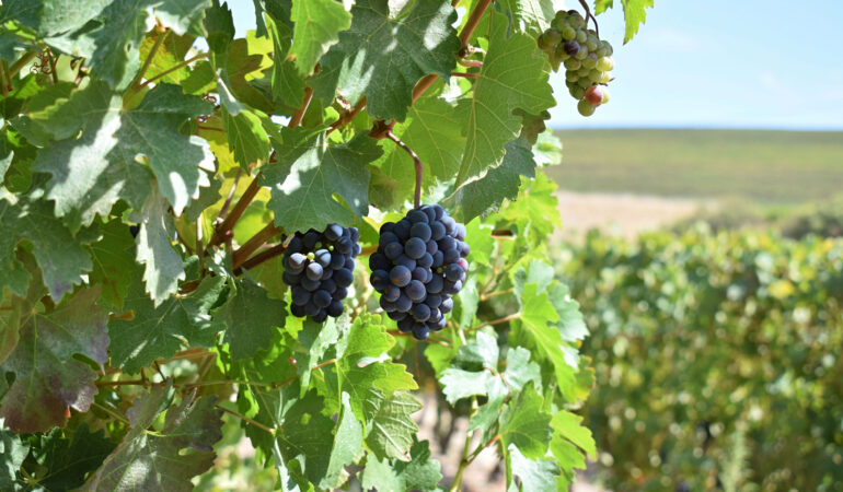 Stellenbosch bei Kapstadt – Die schönsten Weingüter erkunden mit Wein-Safari, Fahrradtour und Fine Dining