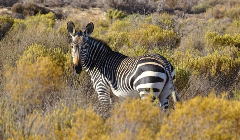 Bushmans Kloof Wilderness Reserve – Einmalige Luxus-Oase in den Zederbergen