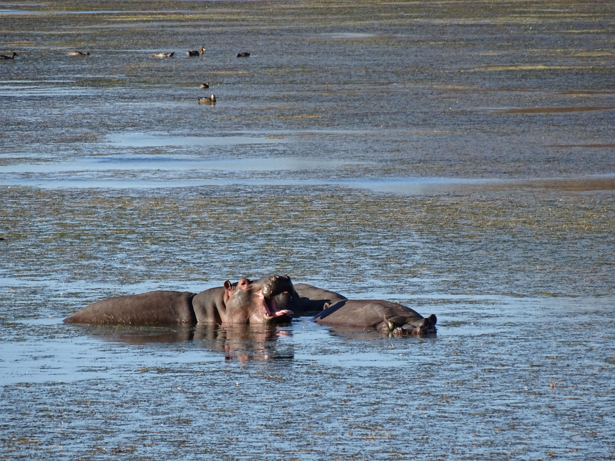 Nilpferde im Sanbona Wildlife Reserve