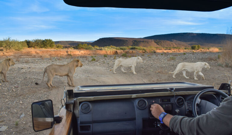 Sanbona Wildlife Reserve, Südafrika – Ultimatives Safari-Abenteuer in der Halbwüste