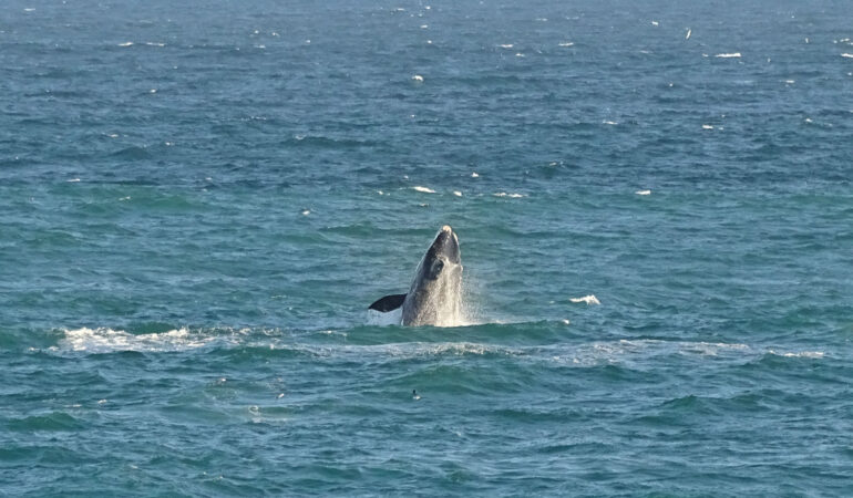 Südafrika – Hermanus während der Walsaison