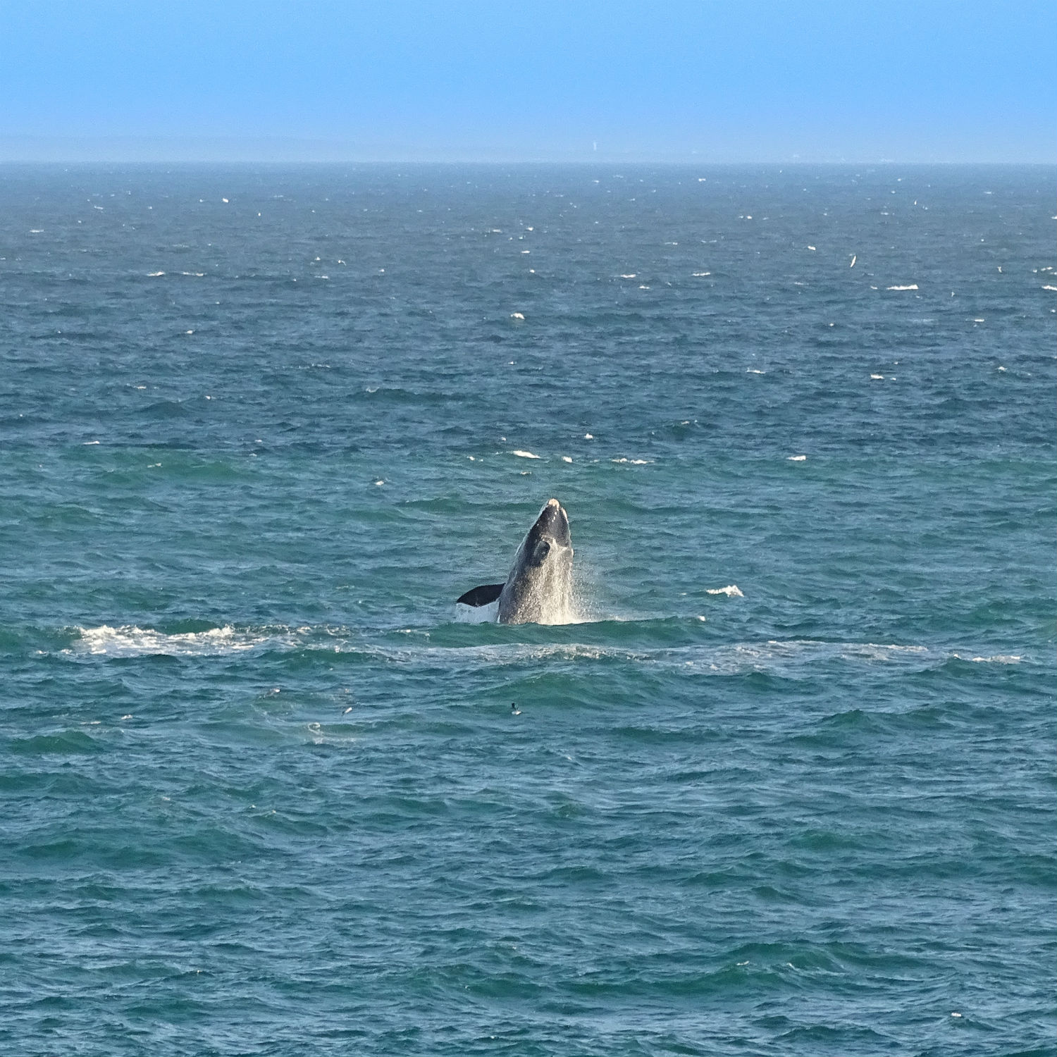 Southern Right Whale in Hermanus