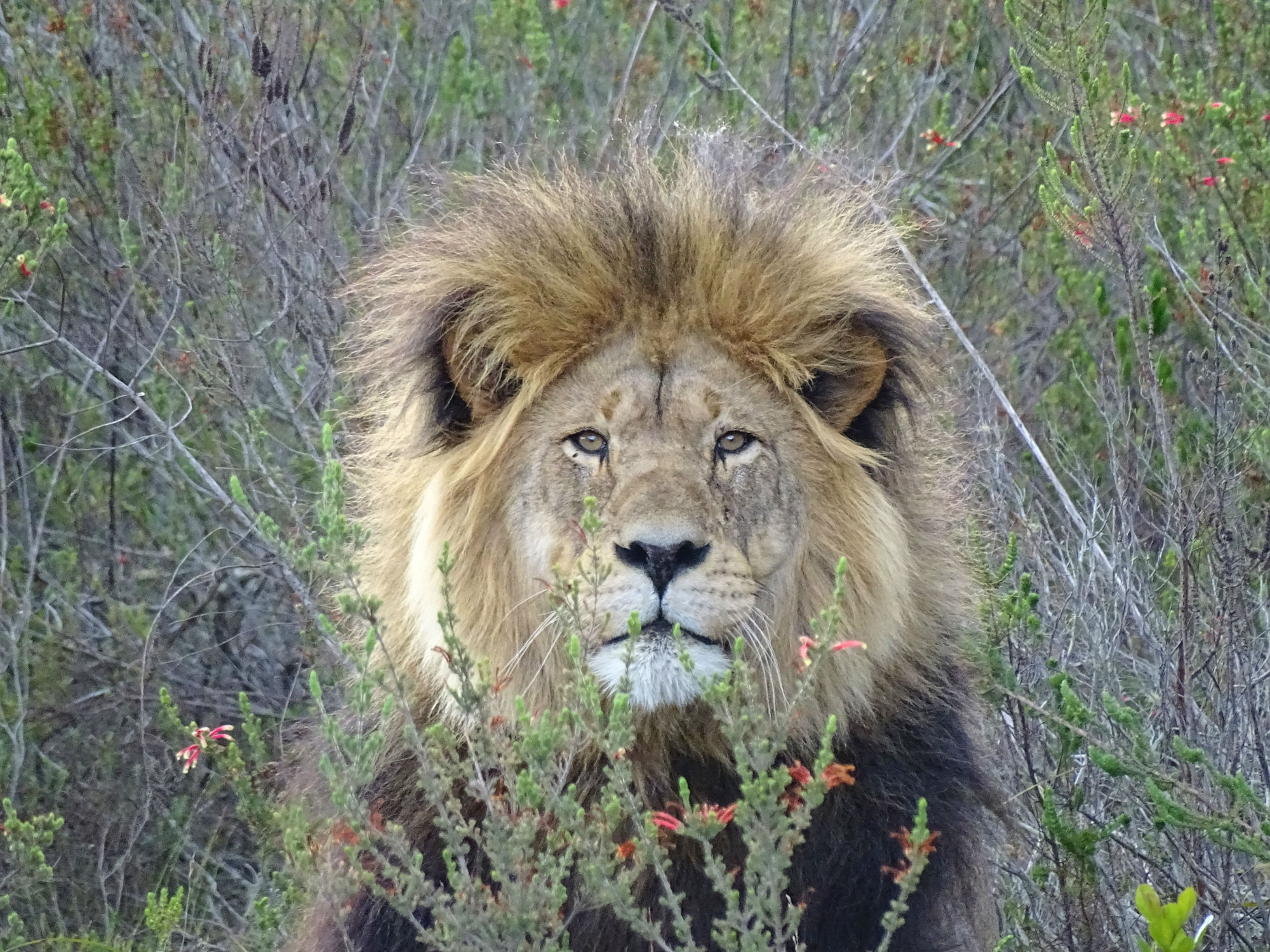 Auf Safari im Gondwana Game Reserve