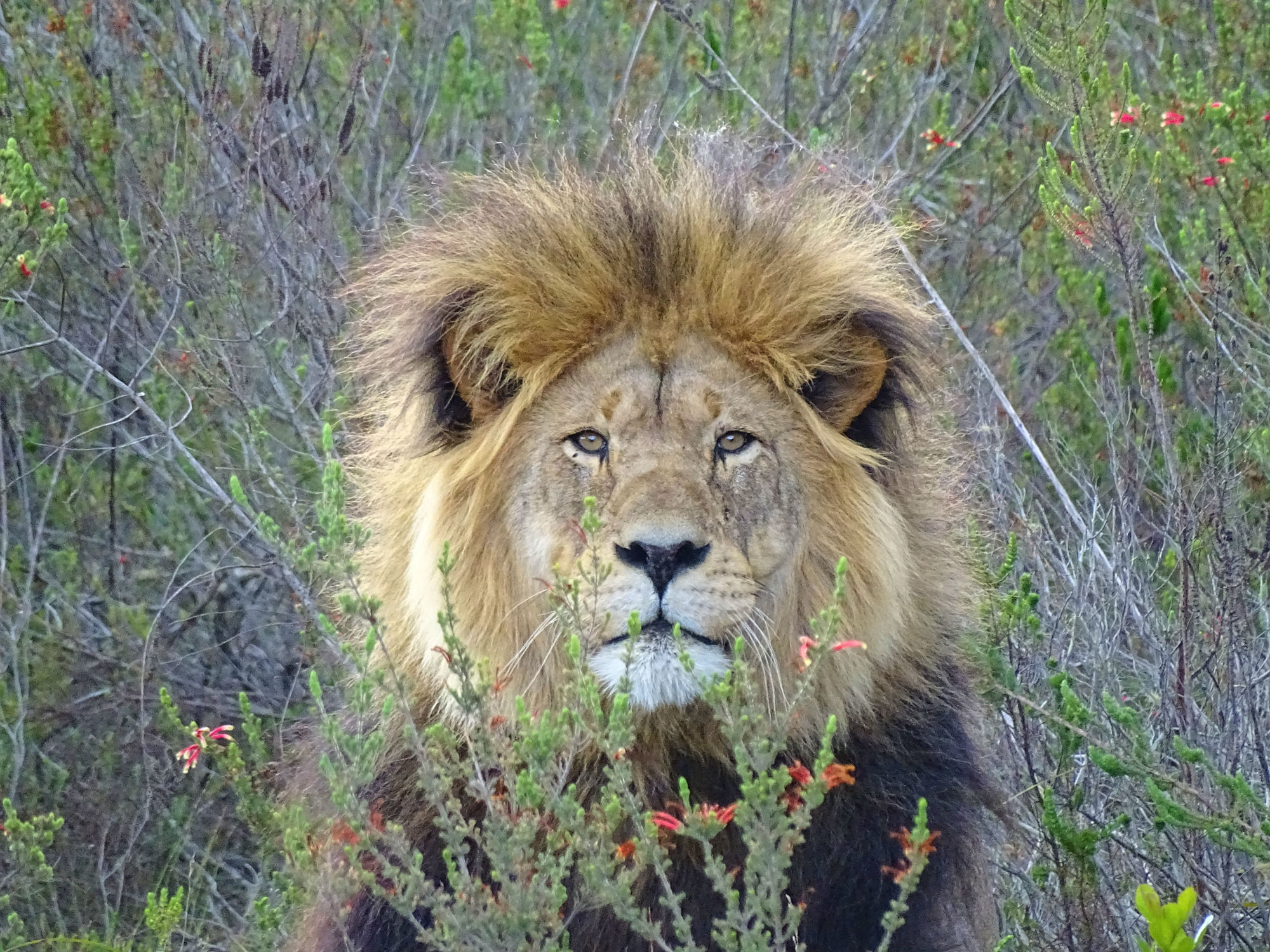 Löwe im Gondwana Game Reserve