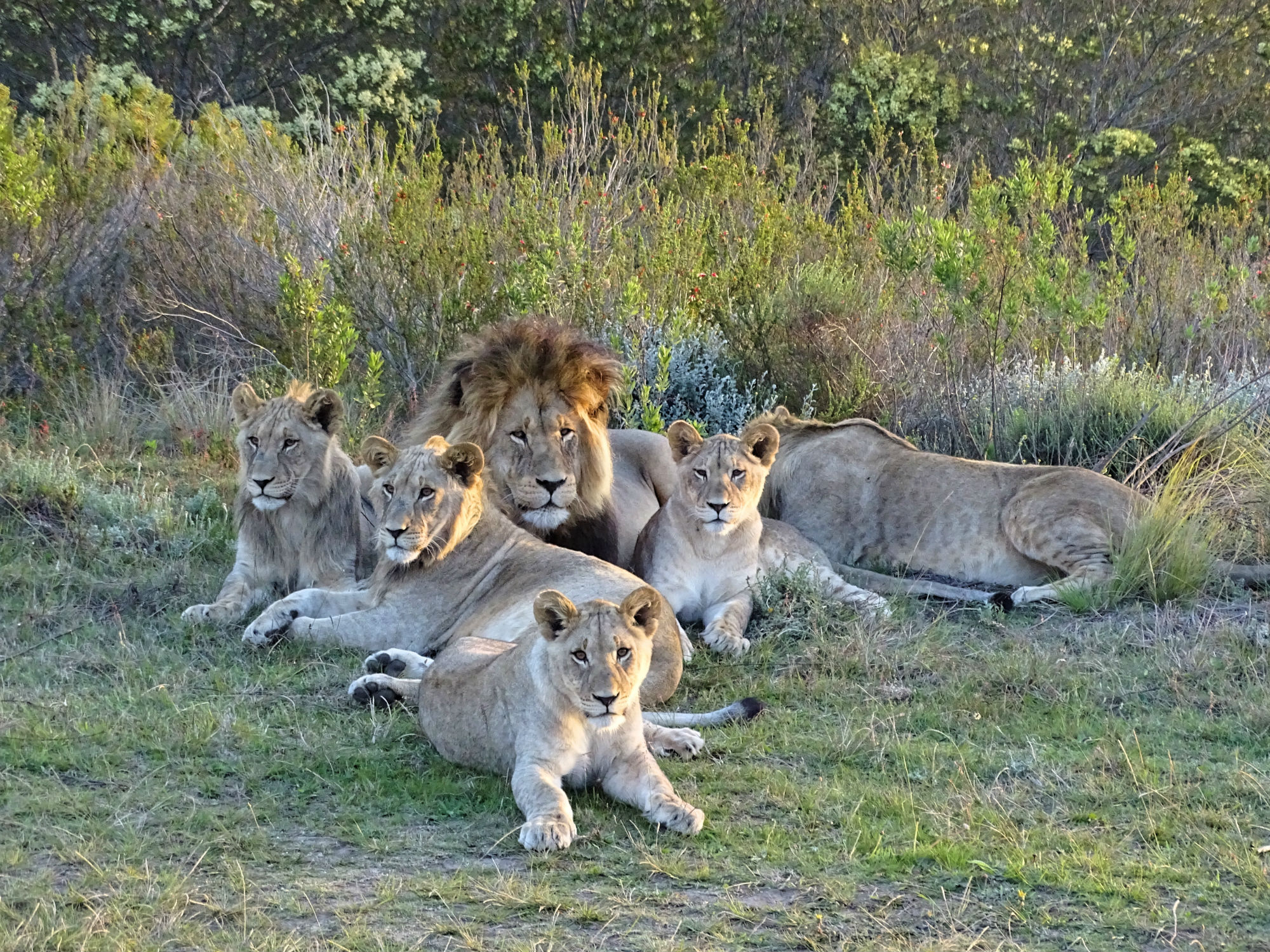 Löwenrudel im Gondwana Game Reserve