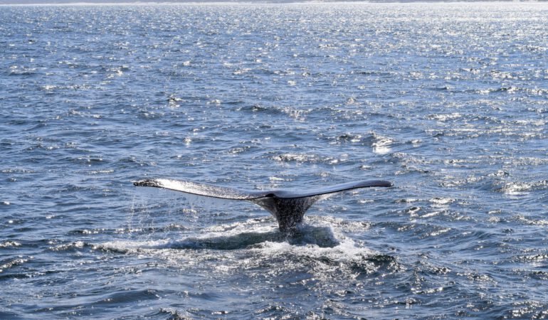 Gansbaai und De Kelders – Geheimtipp zur Walbeobachtung in Südafrika