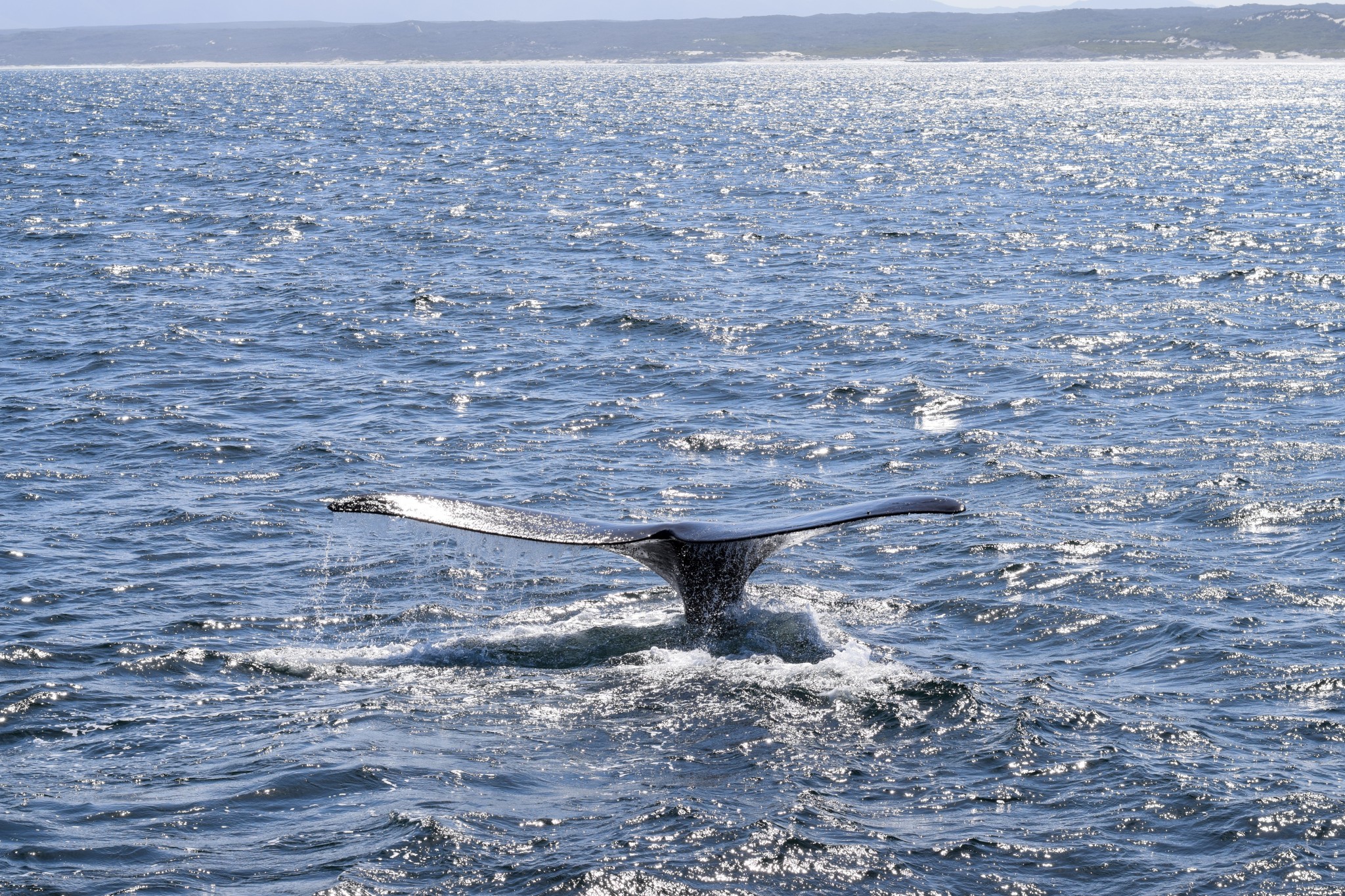Fluke eines Southern Right Whales