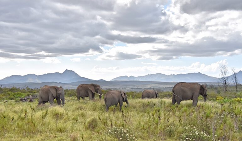 Immer wieder schön – Zum dritten Mal auf Safari im Gondwana Game Reserve, Südafrika