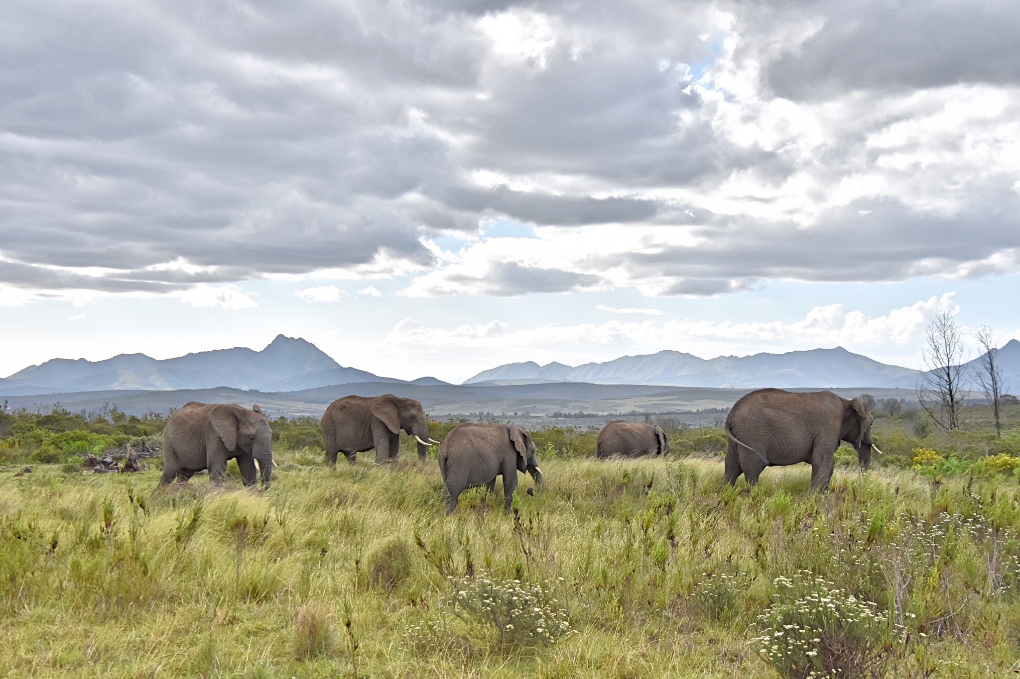 Elefantenherde im Gondwana Game Reserve