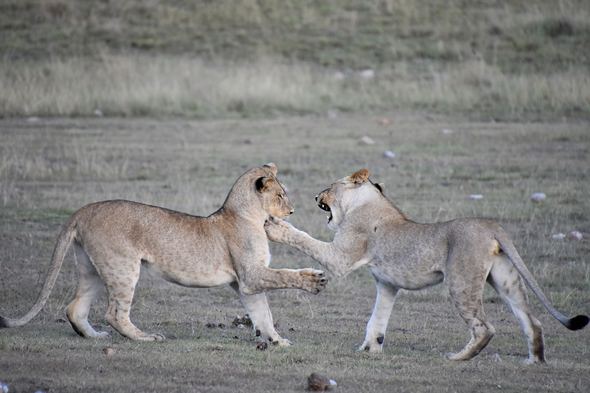 Löwen im Gondwana Game Reserve