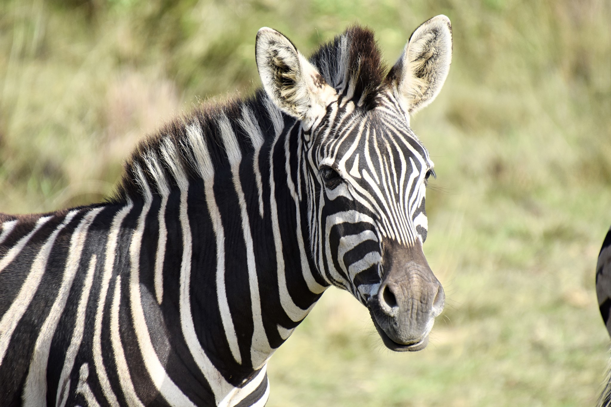 Zebra im Gondwana Game Reserve