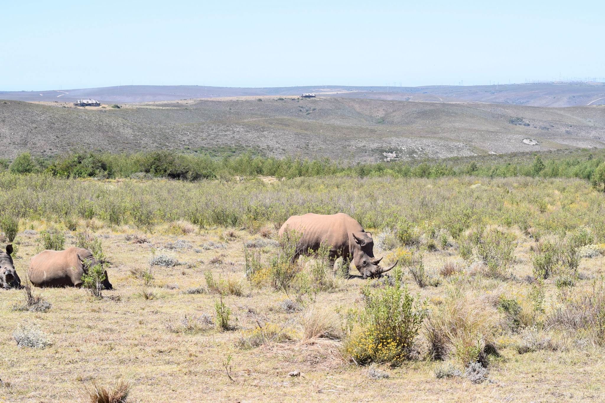 Nashörner im Gondwana Game Reserve