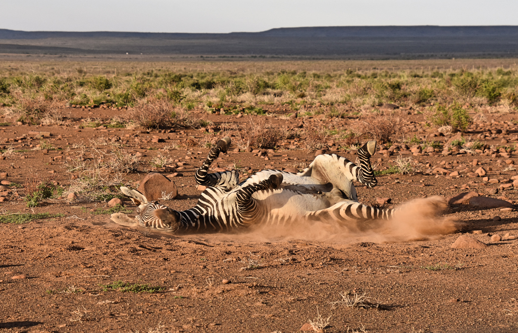 Zebra im Karoo National Park